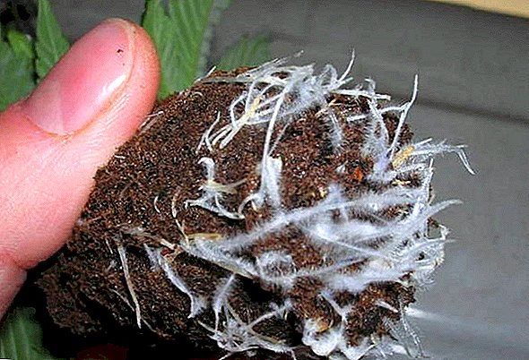 زیست دهم: همزیستی در گیاهان: قارچ ریشه ای