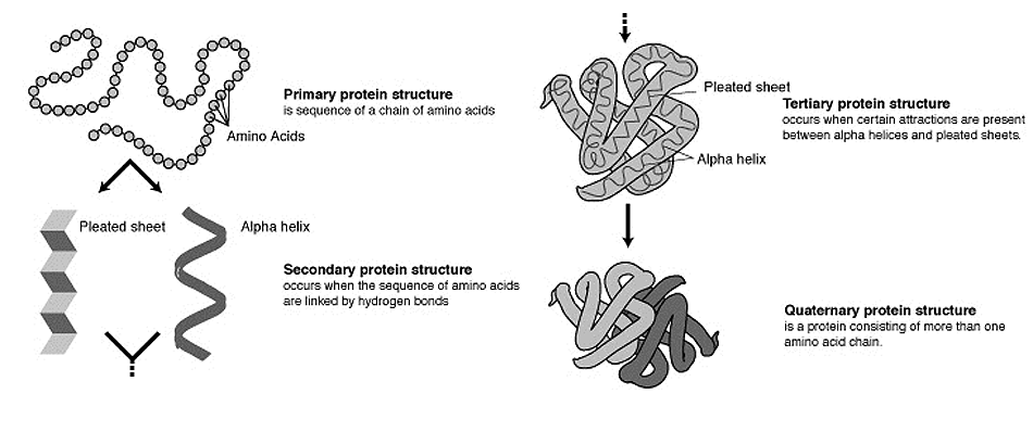 سطوح ساختاری پروتئین ها